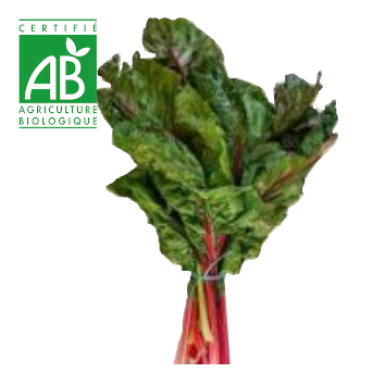 Blette BIO x1 botte