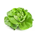 Salade Batavia x1