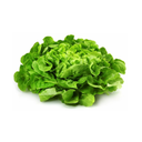 Salade Feuille de chêne x1