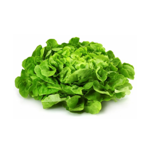 Salade Feuille de chêne x1